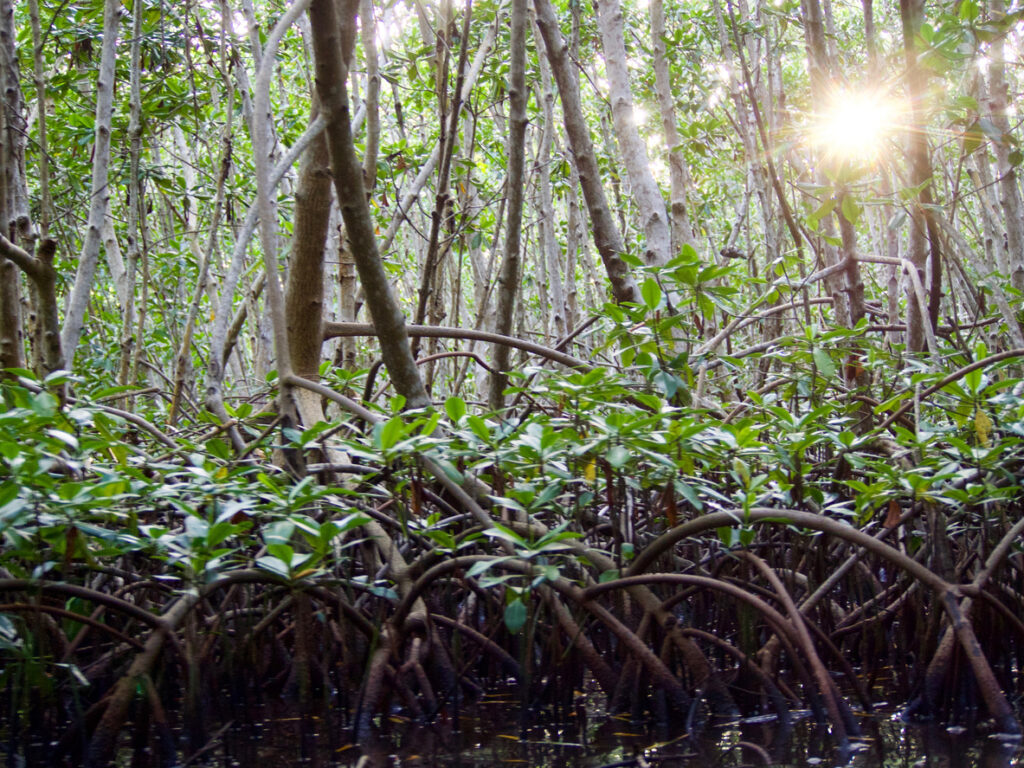 Écosystème unique – Balade paisible – Nature préservée