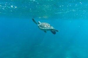 Where can you see turtles in Guadeloupe?