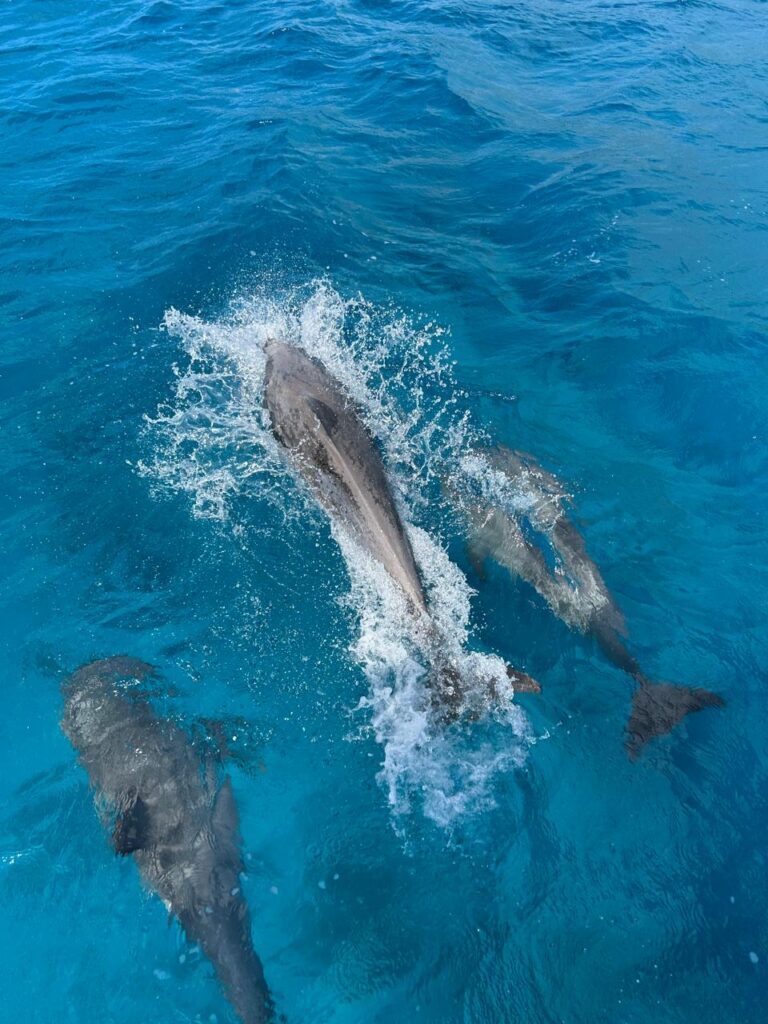 77ddb4d9-6829-4306-9e62-71cbe7e344f5